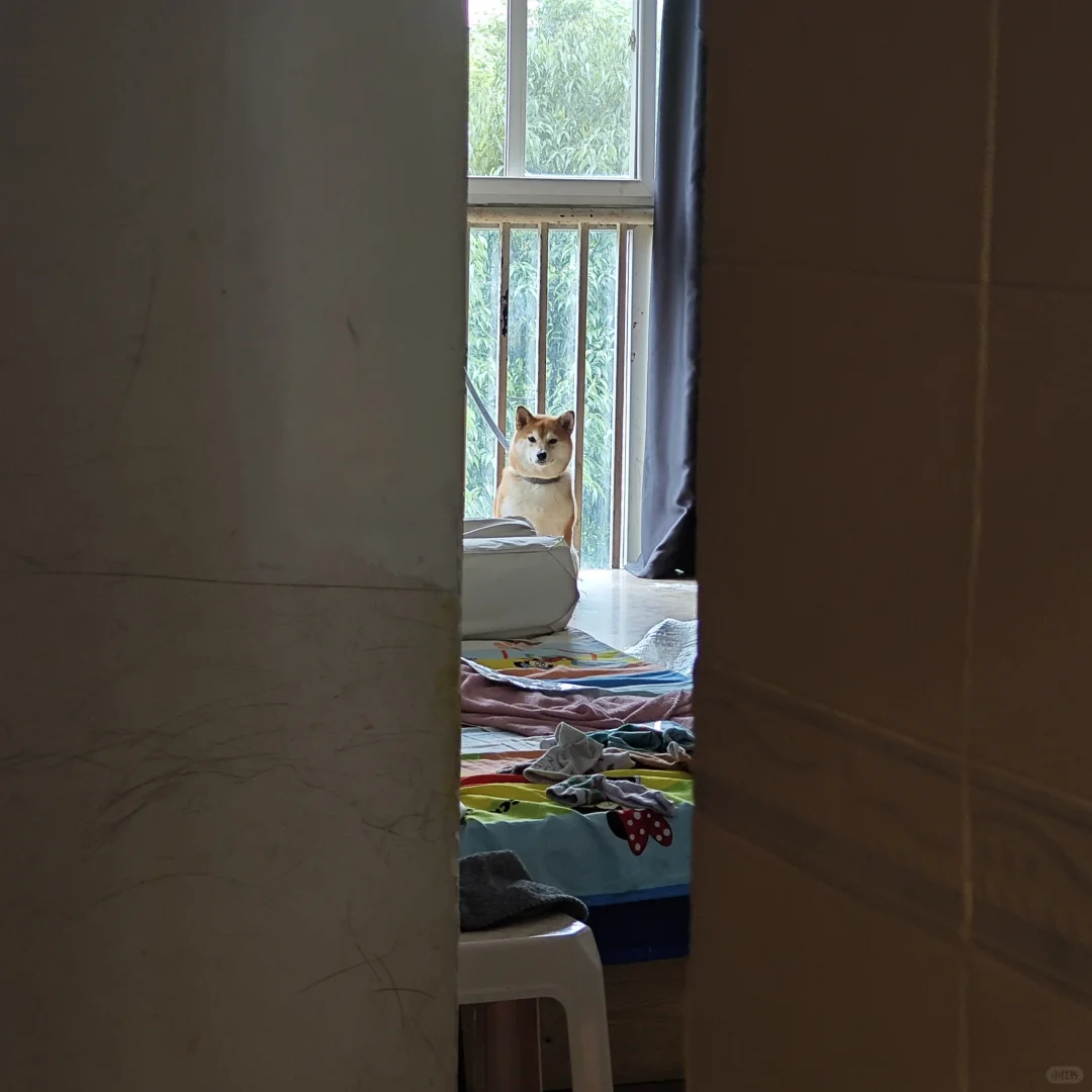 因为凶别的小狗被拴起来可怜巴巴