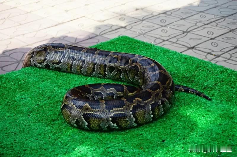 十二生肖里属蛇的人最老实，这可有点误解。属蛇人看着老实，其实是不爱惹事，做事悄无