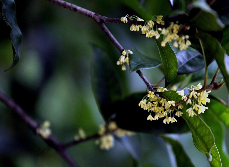 馨漪婉风所作的《七绝落案时光》，意境极为动人。“风摇月桂映书台，坠案金花墨砚栽”