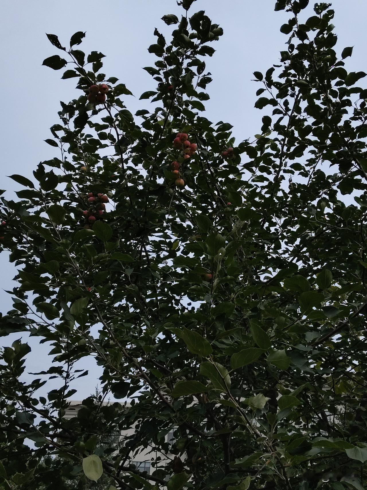 特朗普示好朝鲜的背后动机，属于典型的软的欺硬的怕的心态。
   这些年来，朝鲜采