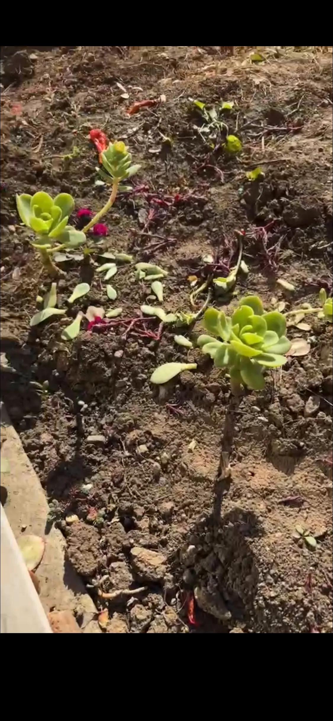 夏天种在地上的多肉碧桃，本来想遗弃掉，冬天不准备挪到屋里的，它经过自己的努力还越