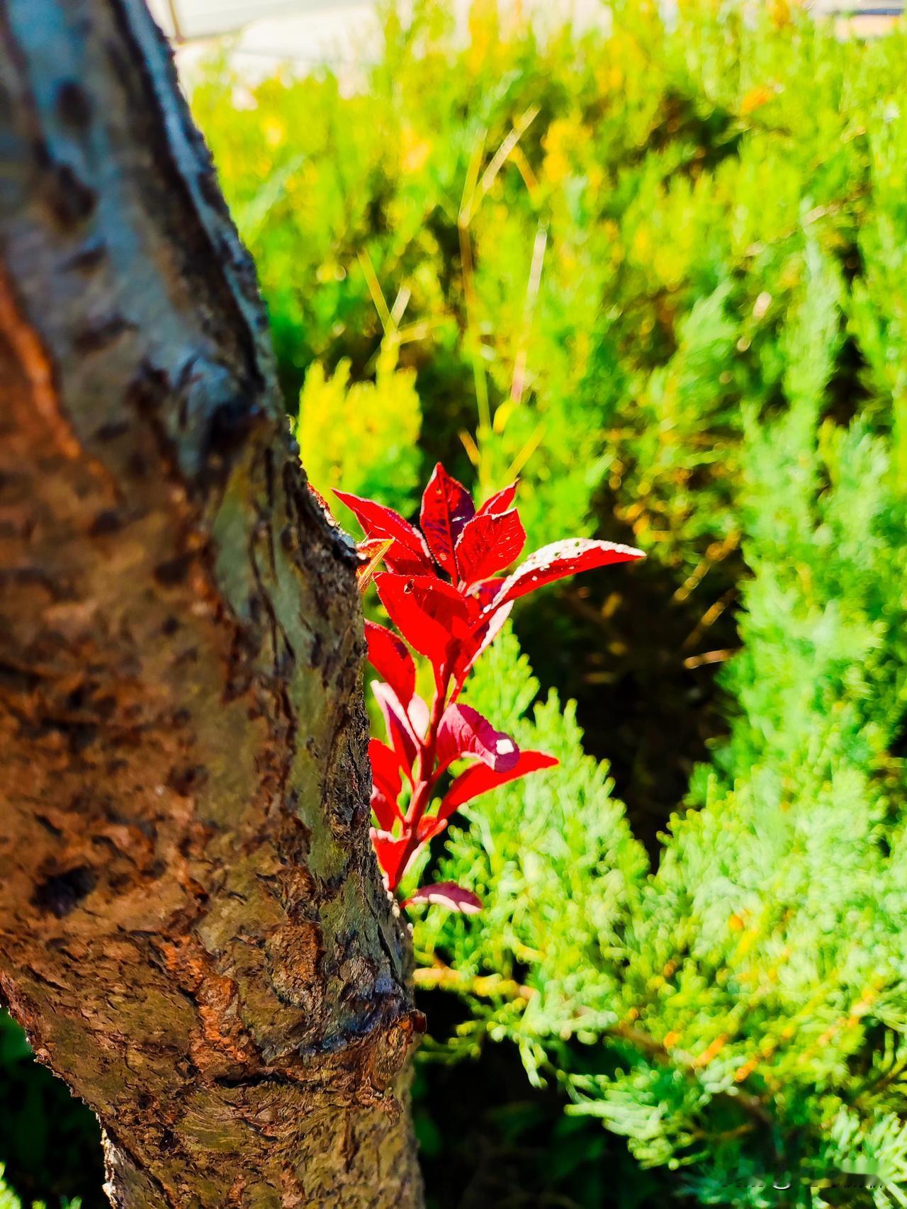 中国未来有可能重新购买美国大豆吗这个决定美国的政策，美国路对了，为啥不买呢？