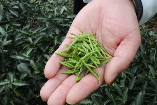 喝茶的学问
《喝茶五字经•健康常相伴》
淡茶一身轻，浓茶伤神经。
冷茶伤脾胃，烫