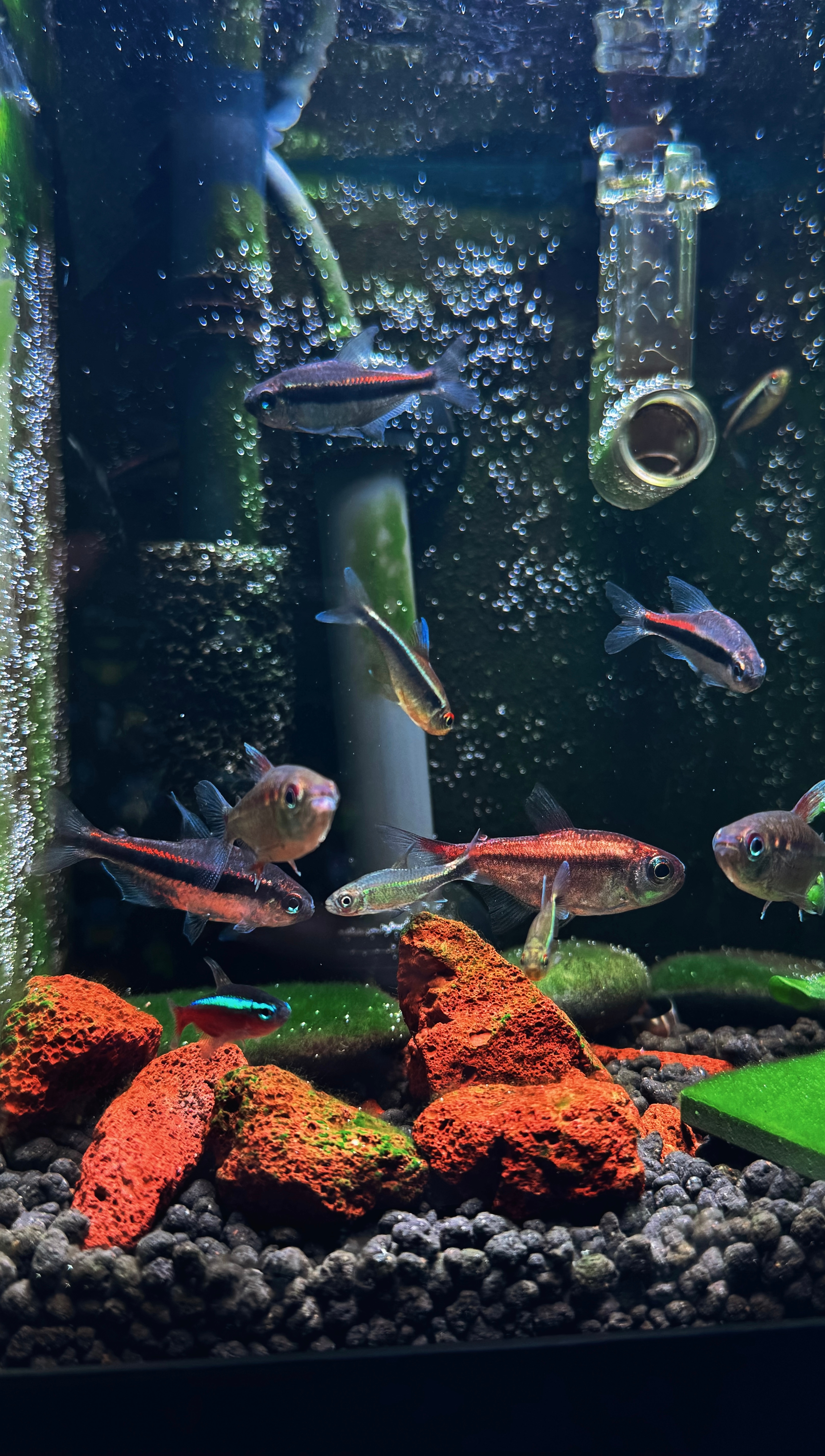 养鱼日记 晚安🫧𝑮𝒐𝒐𝒅𝑵𝒊𝒈𝒉𝒕Ronnie君