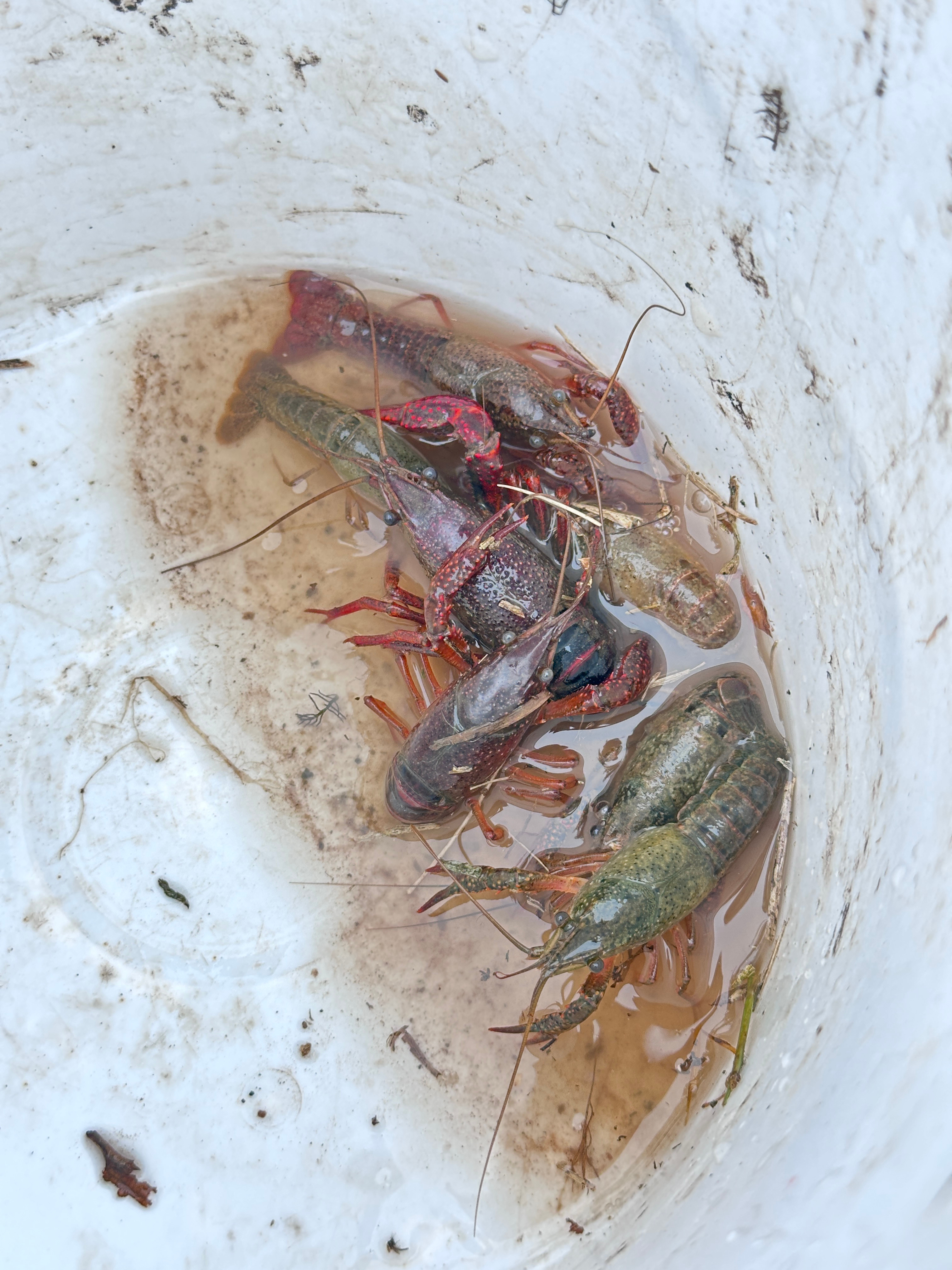 钓🦞 