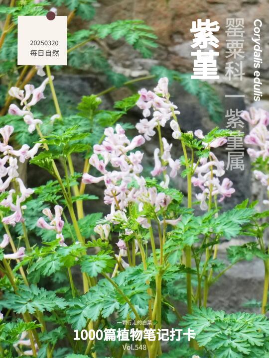 植物笔记548｜开在600多年南京古城墙上