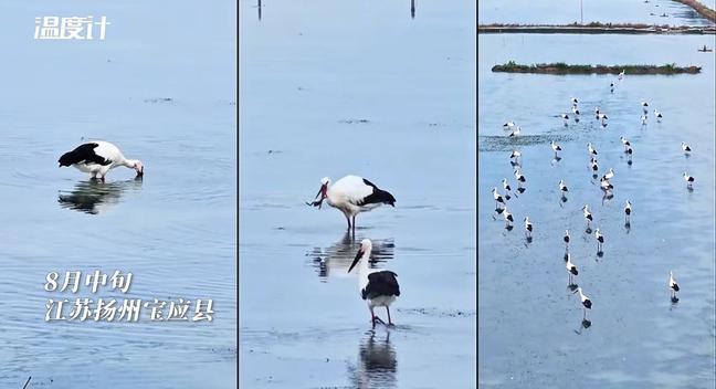 “随便吃，我管饱！”江苏高邮湖畔，一养殖户放话让国家一级保护动物东方白鹳免费蹭饭