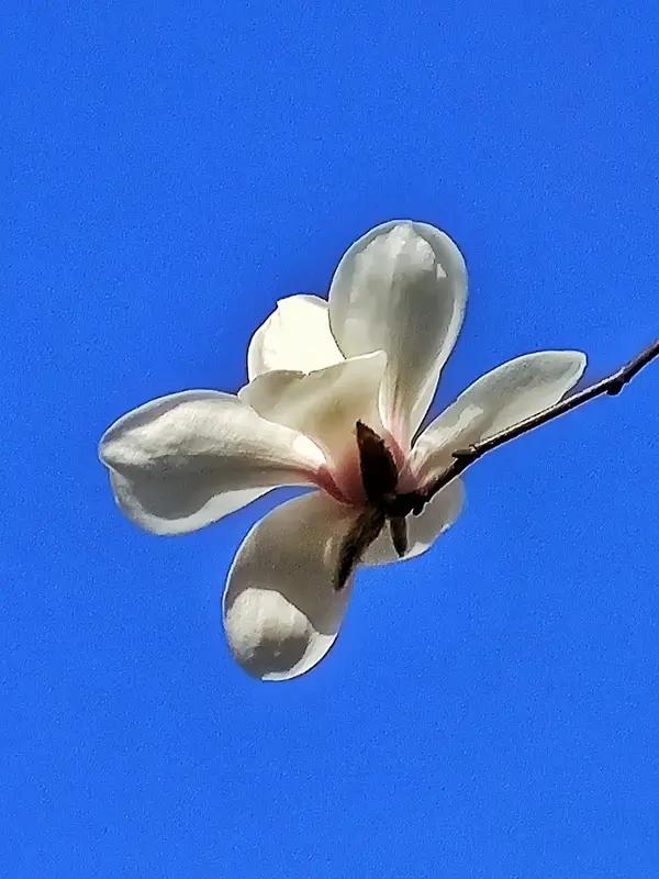 咏玉兰


几缕幽香沁入怀，梅花已谢问何来。
一夜东风千树雪，谁人识得玉兰开。