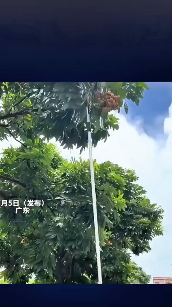 因为我以前没有见过龙眼树，就拿手机在拍。叔叔可能看我太好奇了，就拿了个工具出来摘