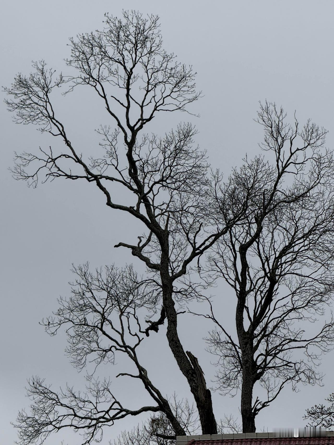乡村老屋背后的树影，就等着一夜春风化雨，新枝发叶，一片绿色。