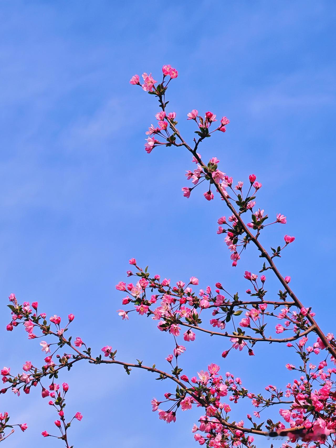 粉嫩海棠绽新春，蓝天映衬美如画。