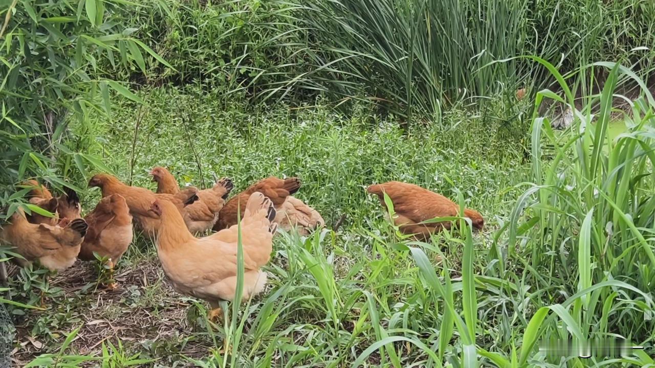 农村农户散养土鸡这事，完全就是亏本，养得越多亏得越多。

我父亲就很反对我母亲养