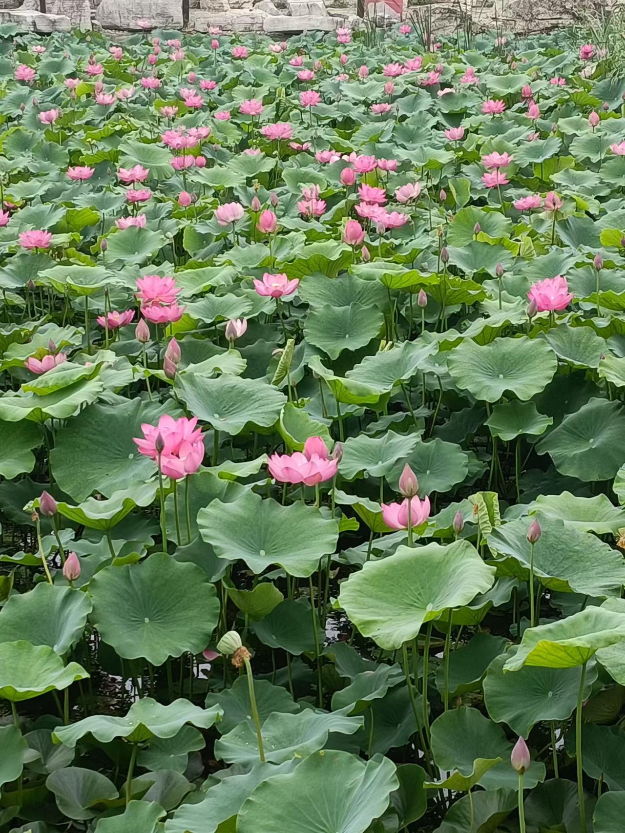 分享一张荷花的美图