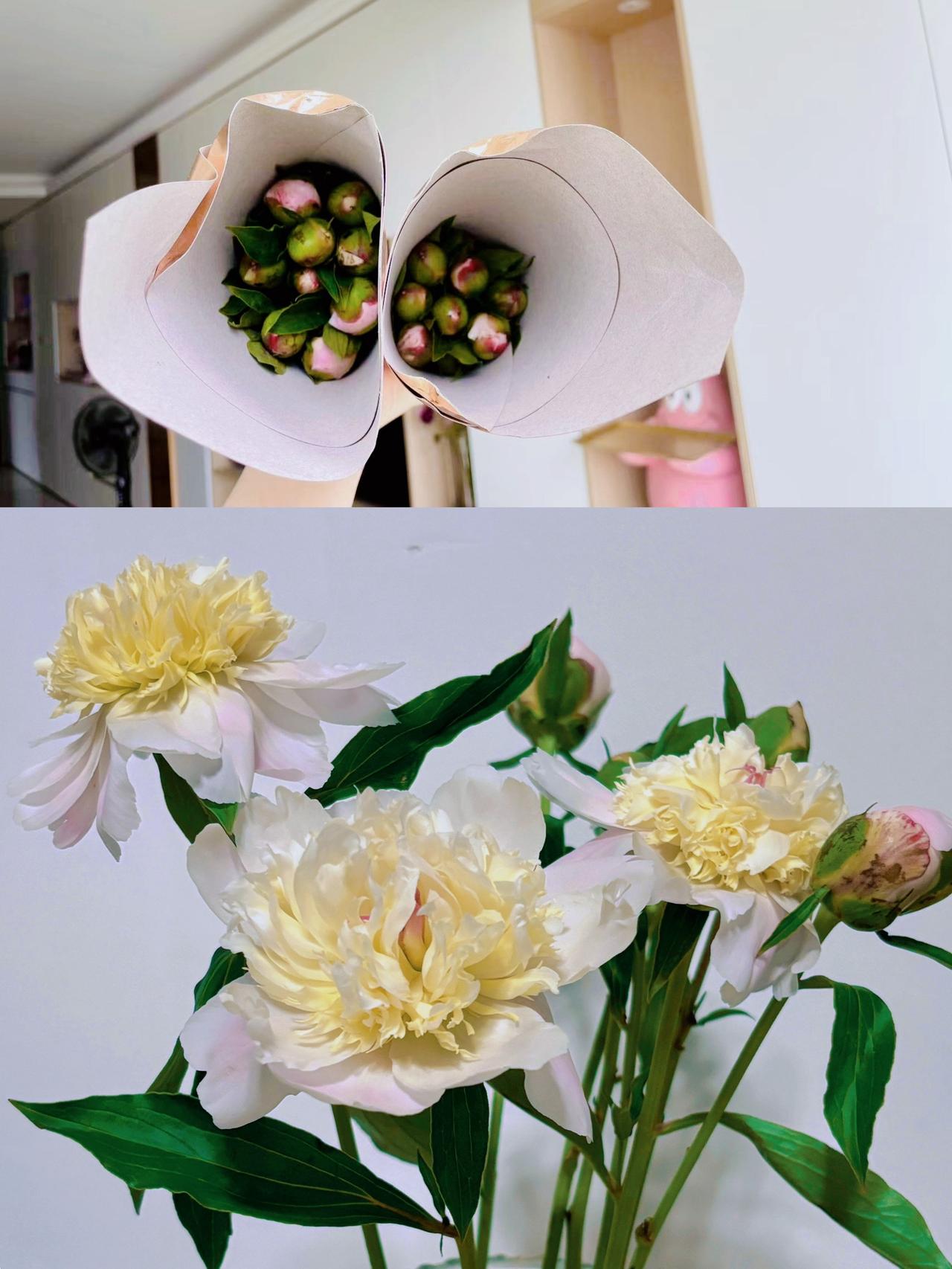 这芍药太神奇了！从花苞到盛开，仅半天！凤羽芍药
🌸
妈呀，这花的开花效率也太高