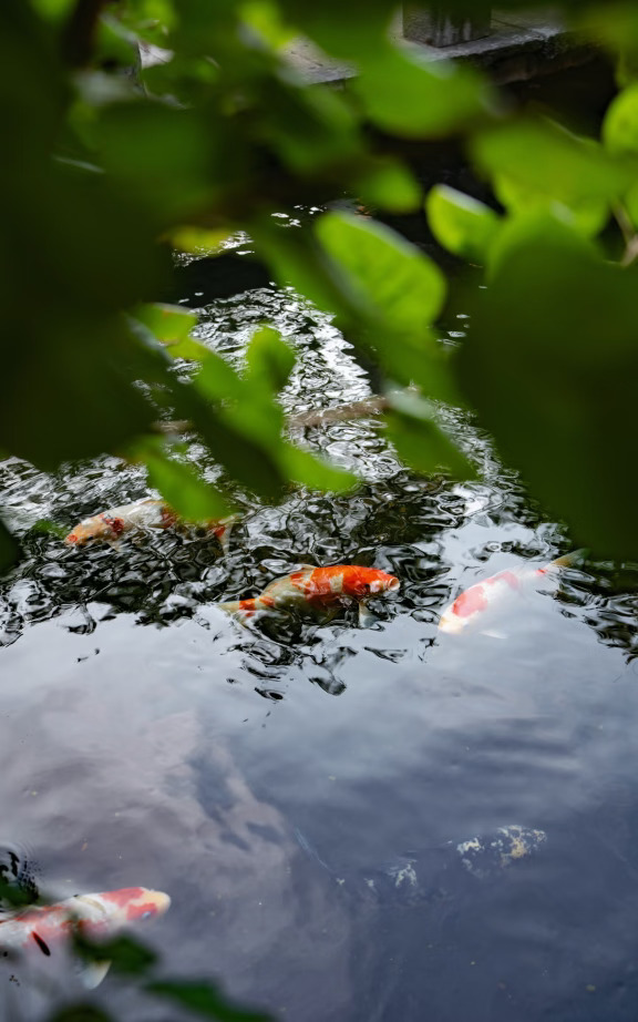 ☕️ 午后的花隐蹊