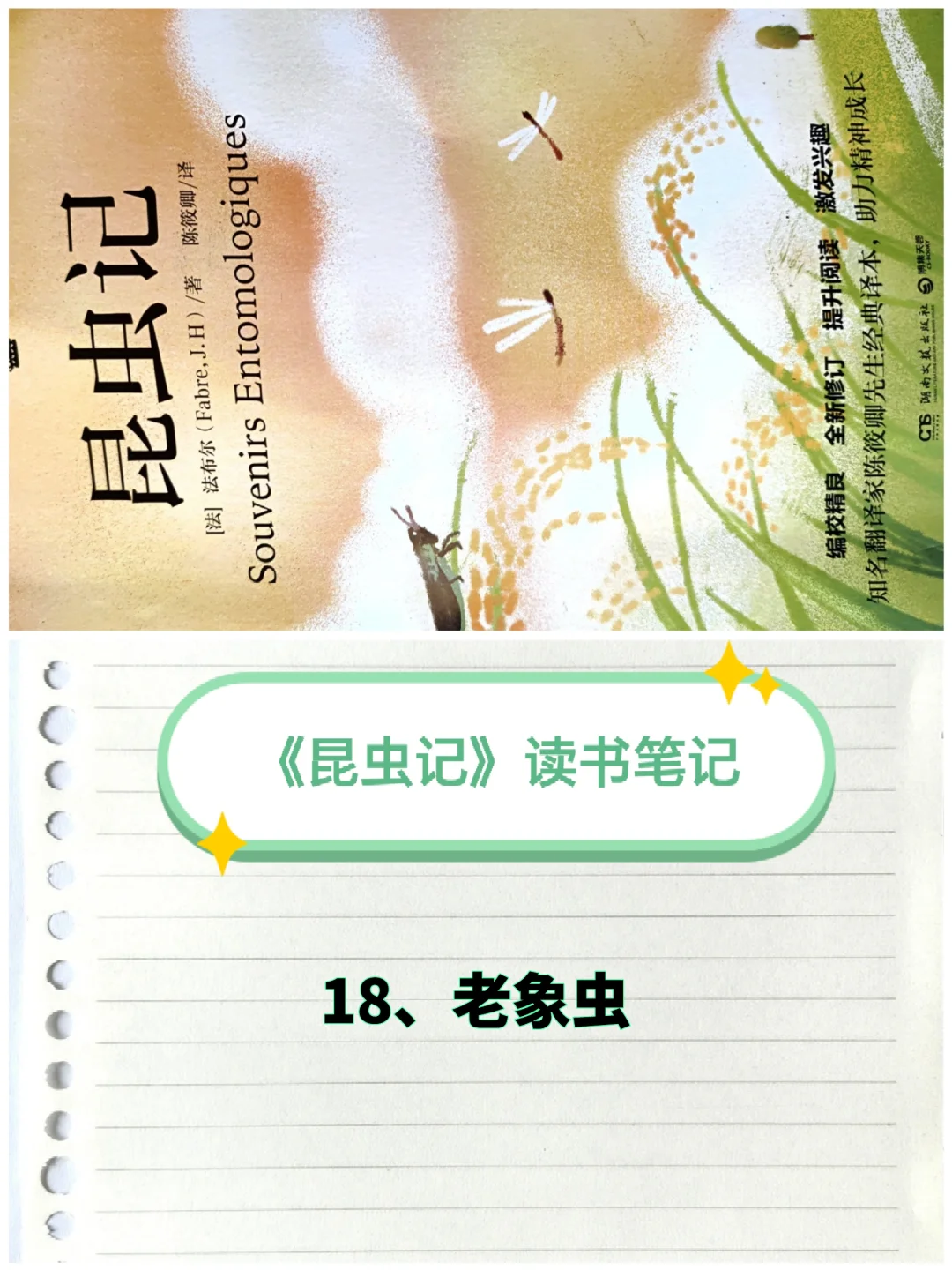 《昆虫记》笔记（18）：老象虫