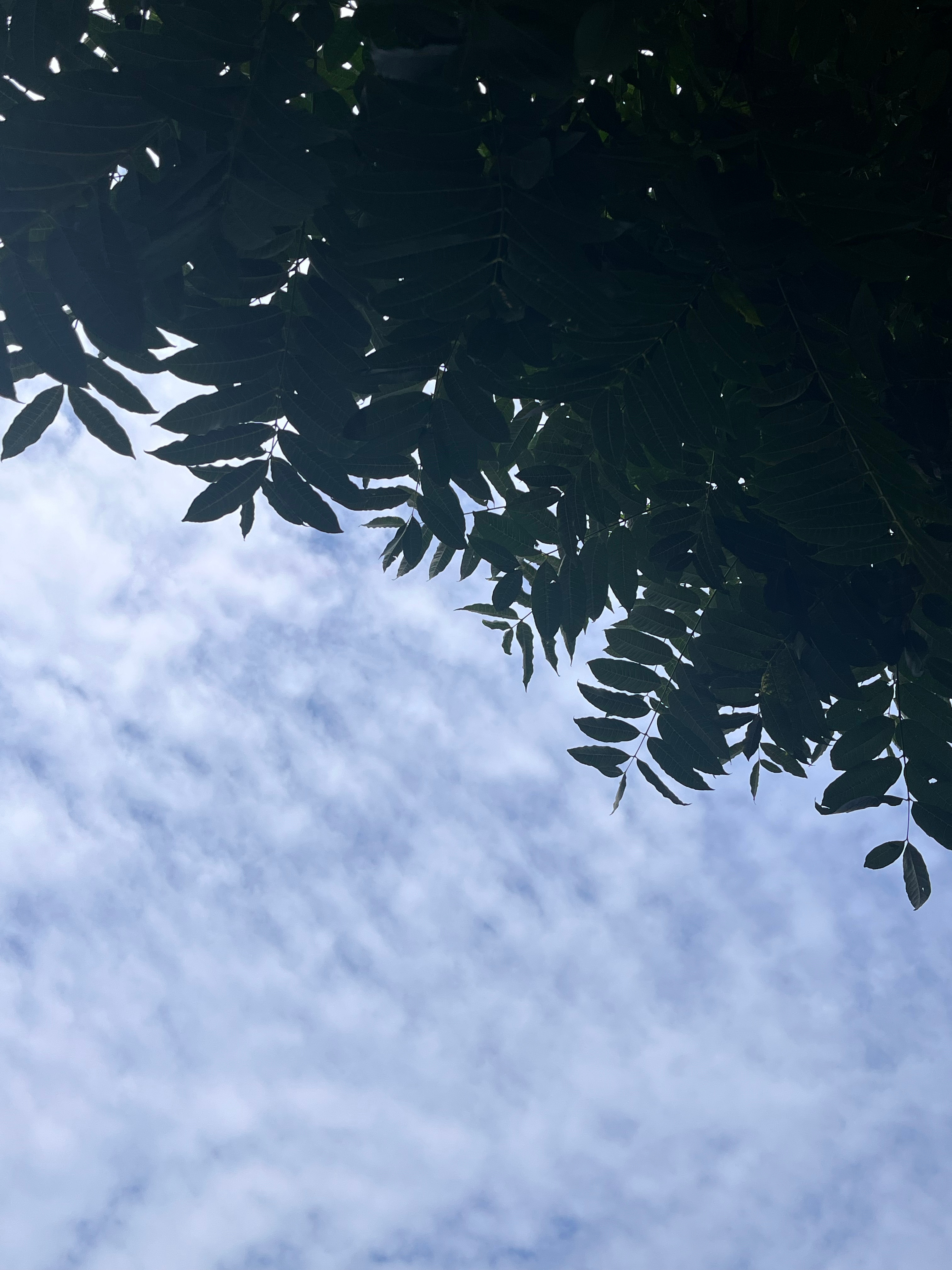 好天气 ​​​