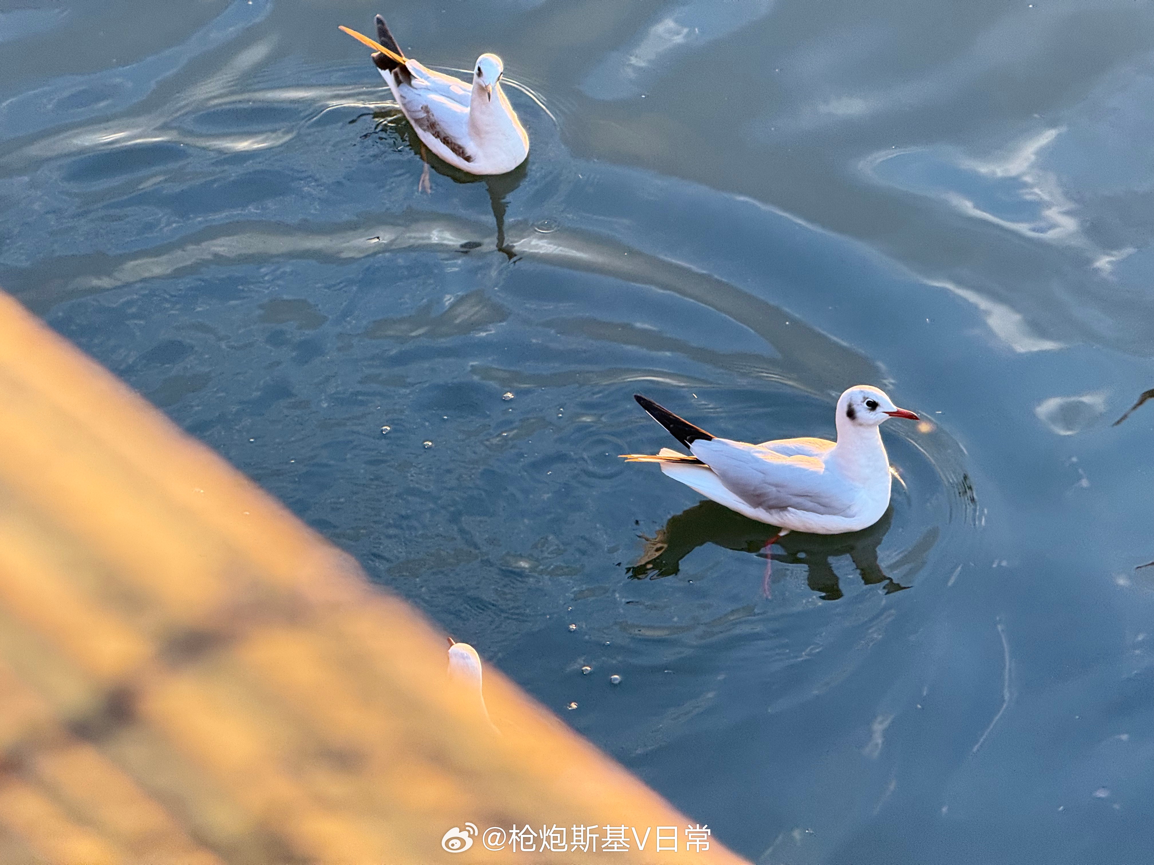 温暖的地方真好。。 