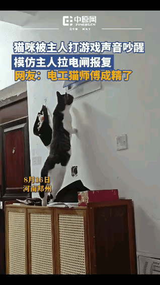 这事真的越看越有意思，郑州这只小猫的操作直接把我看笑了。
        主人在