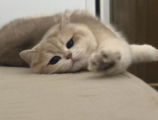 小猫会被自己萌鼠吗