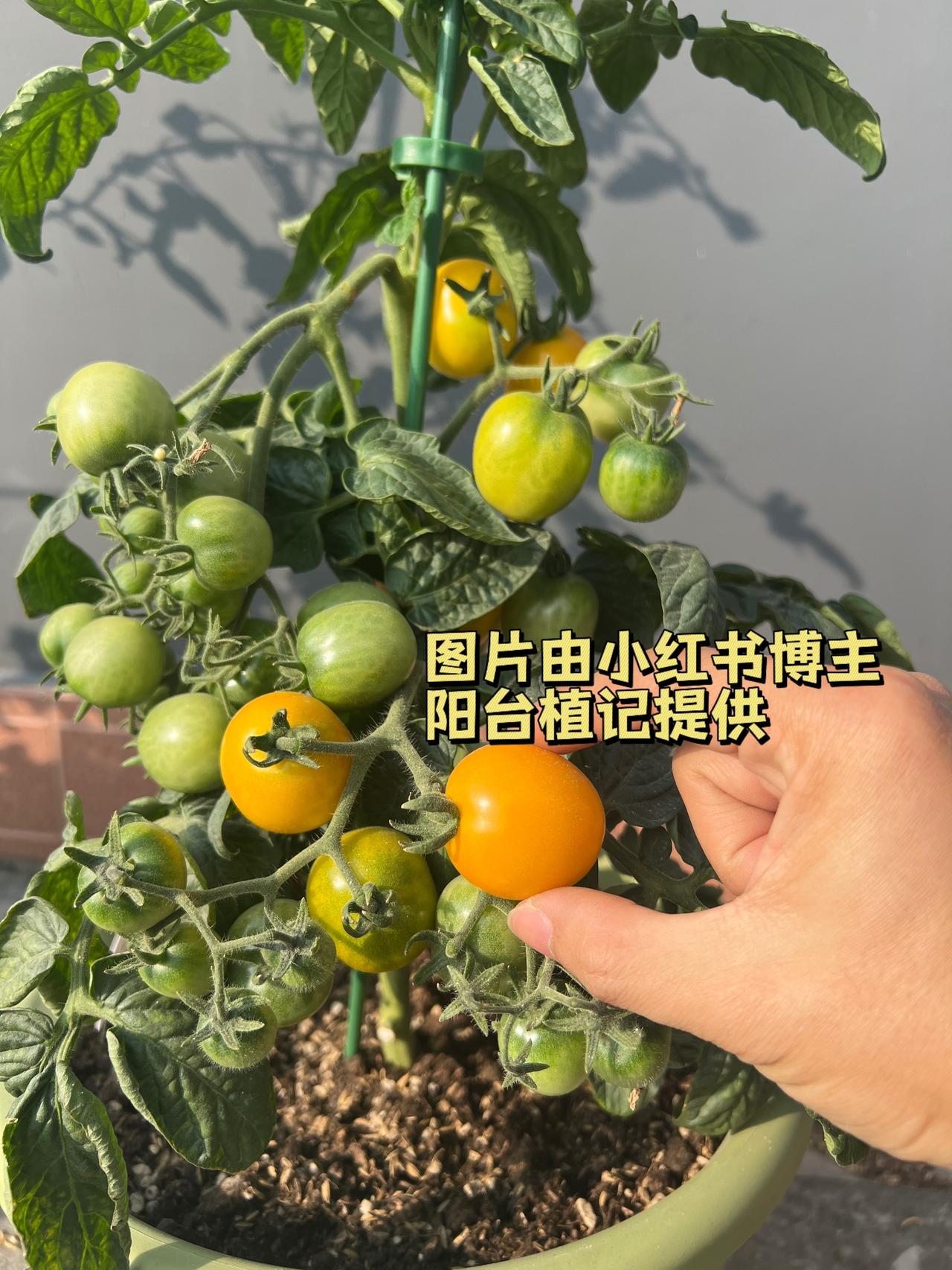 Tomato Amber 俄罗斯上个世纪90年代后期培育的番茄品种，1999 年