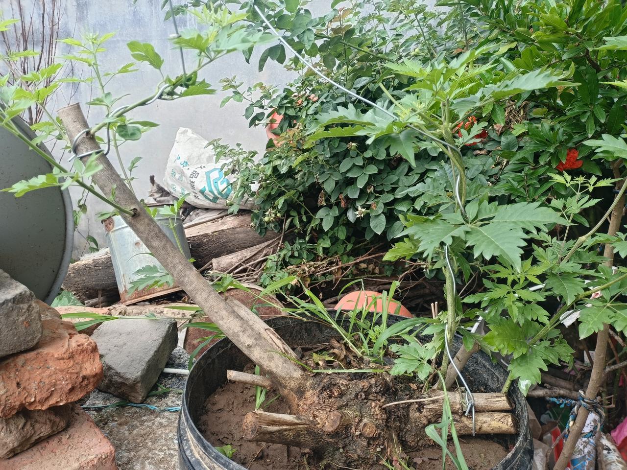 为啥形意拳喜欢摔加打，
因为你被摔倒在沙石满地的地面上，
一下就摔坏了，
一下就