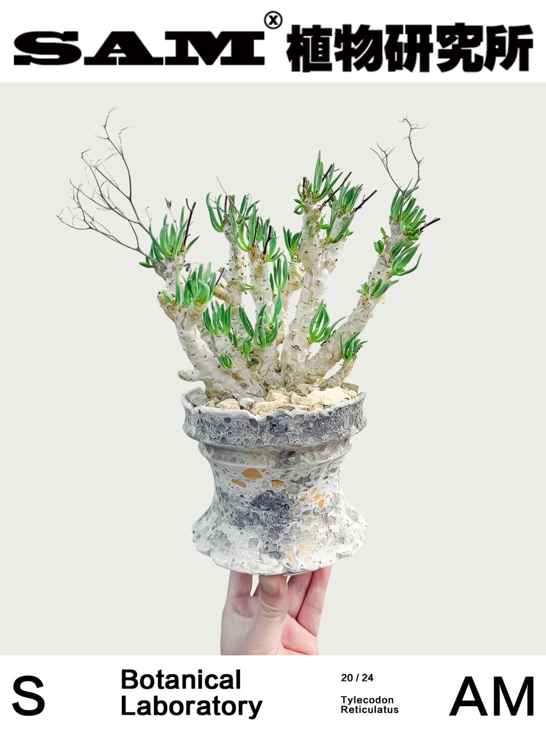 万物想｜Tylecodon Reticulatus