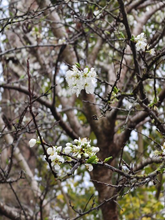 李🌸