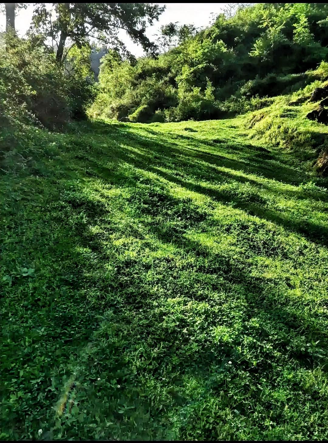 阳光洒满的绿色山坡，静谧而美好。山坡上，不知名的野花肆意绽放，红的、黄的、紫的，