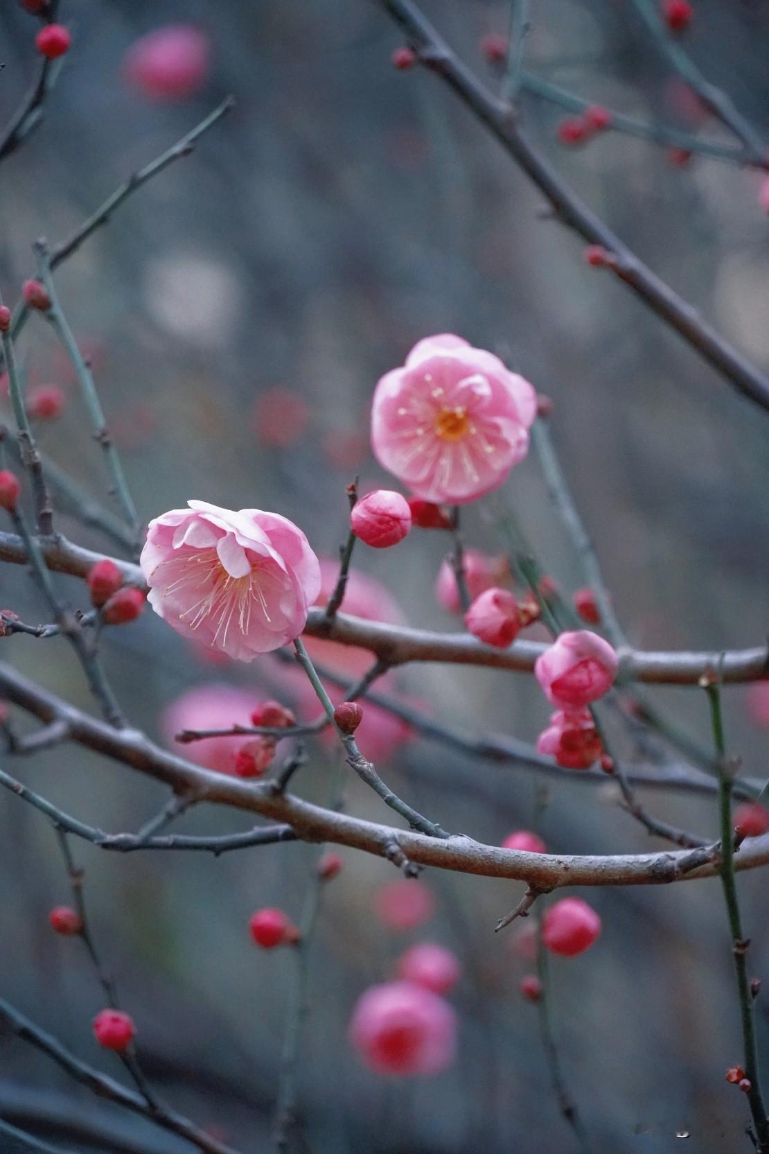 有人说
我去串门了啊
我去奔赴了啊
怎么文章依旧没有阅读量？
其实，答案很简单
