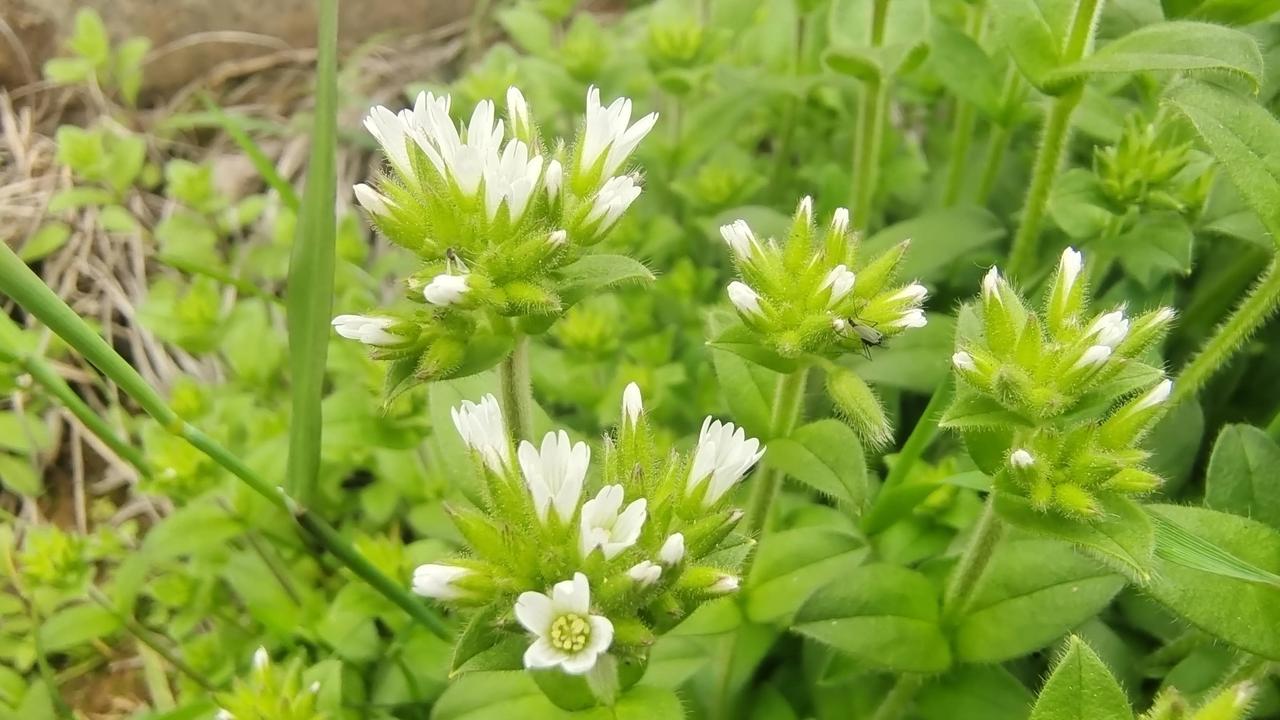 一、基础信息
 别名：婆婆指甲菜、粘毛卷耳、瓜子草、高脚鼠耳菜
- 分类：石竹科