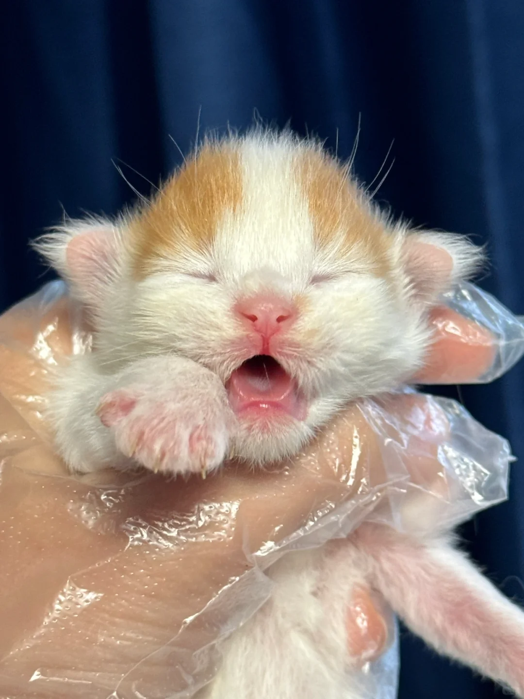 缅因｜太可爱了😍