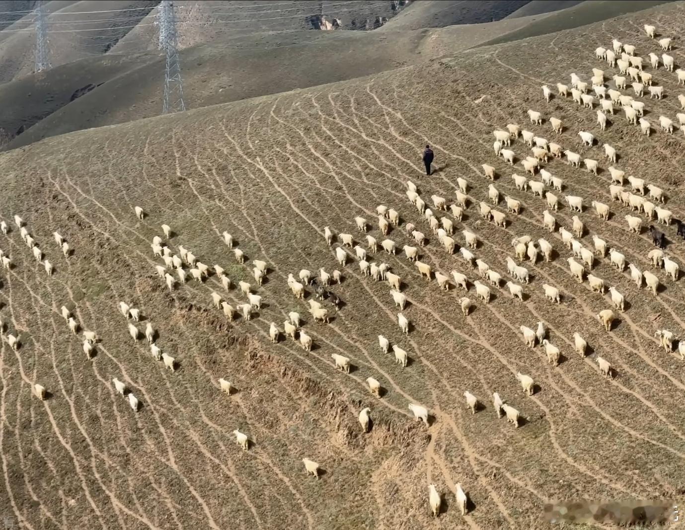 一家在拼多多开了十年的羊肉店好的平台从来靠的不是只拼低价，而是能够帮农货打通从草