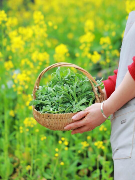 🌿春日进山｜挖野菜·徒步·住进绿浪深处