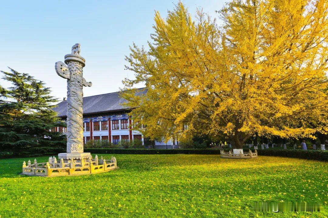 11月北京大学校园西门旁的金秋银杏美景