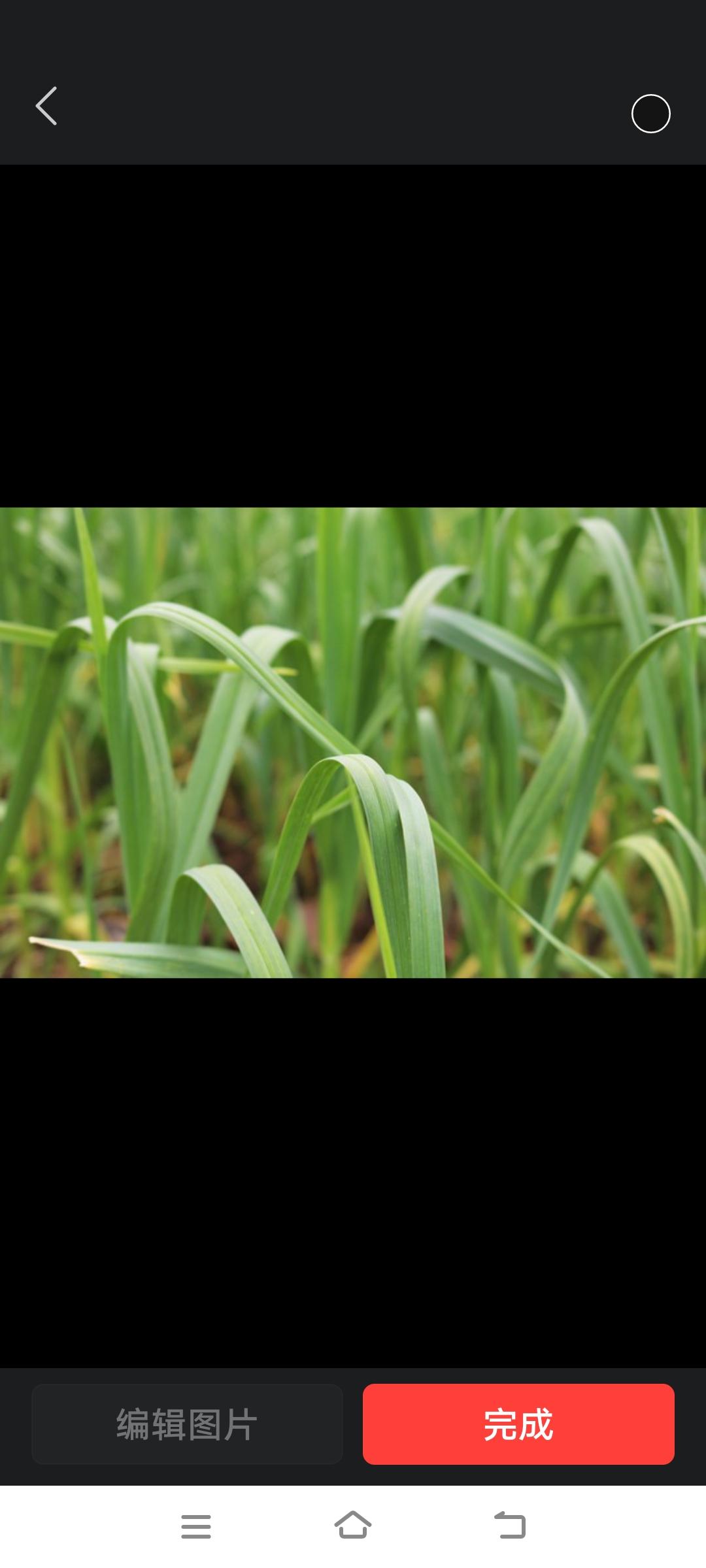 二姐打电话让我找几个人去给她家拔蒜苔，谁拔了谁要。

“为啥不自己拔了卖？”我问