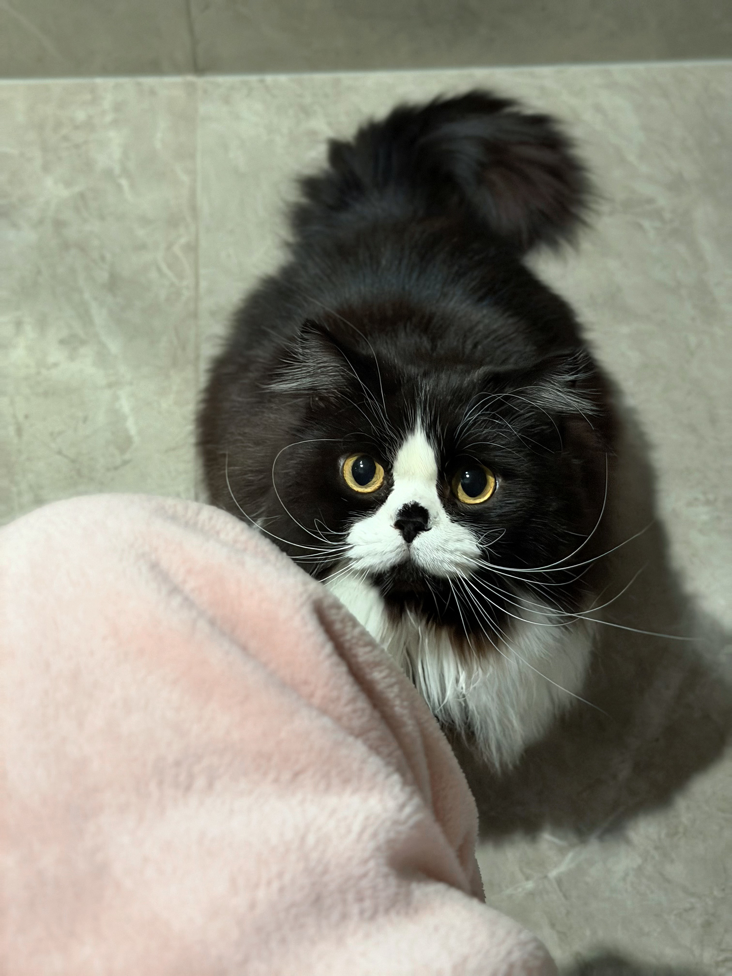 去哪找你上厕所的时候都能满眼都是你的猫崽喵星人萌宠集中营