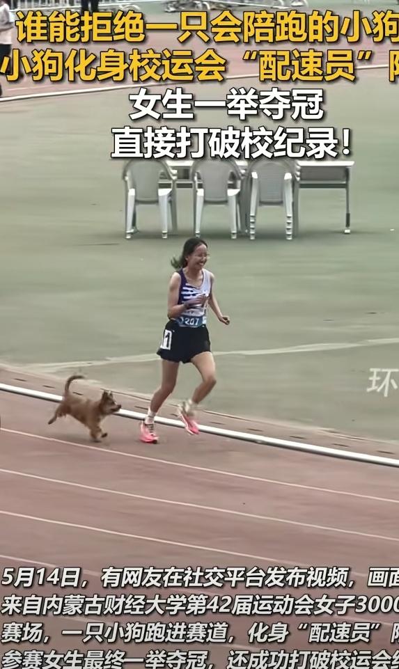 哇塞，最近校运会那简直是“狗界明星”诞生现场！一只小狗摇身一变成了“配速员”，陪
