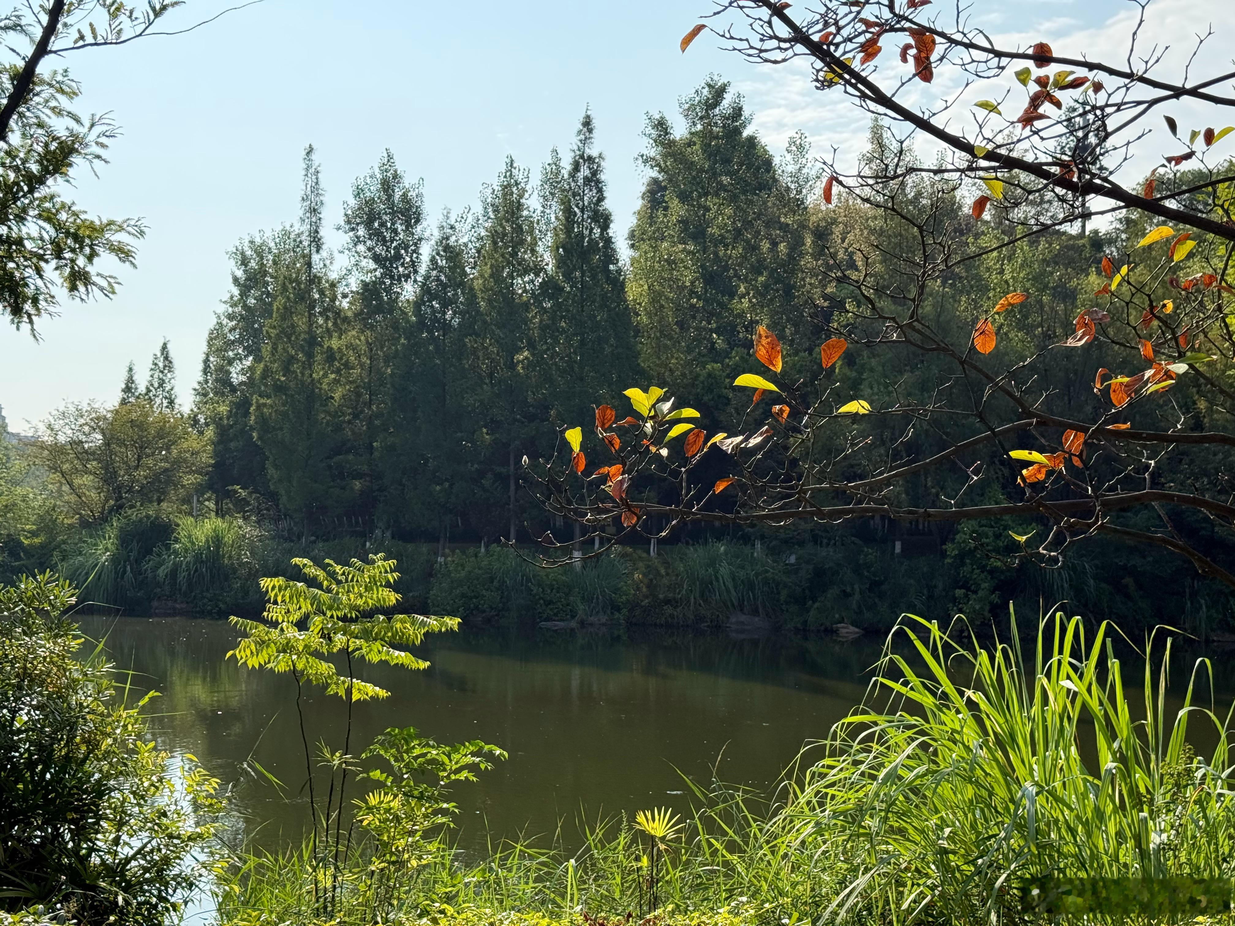 这次在自贡住的宾馆对面就是南湖生态公园，前两天开会忙得没时间进去，今天早上要走了