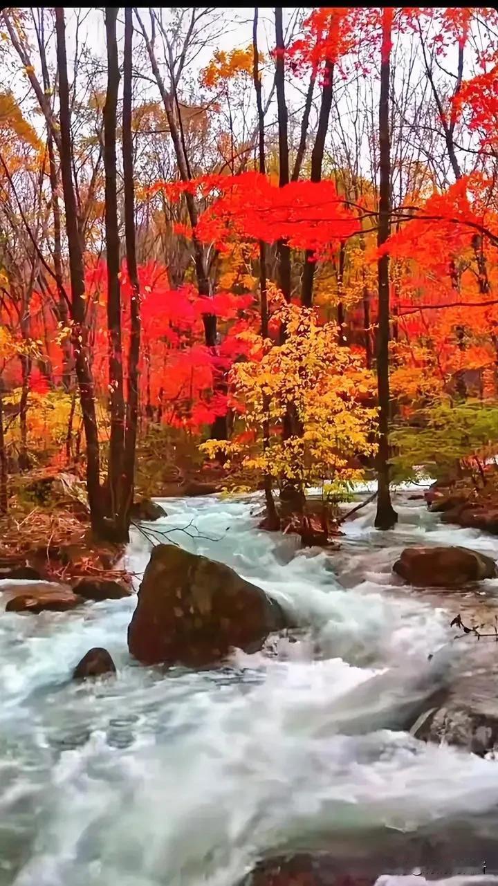 色彩缪纷的秋天#出门去踏秋#