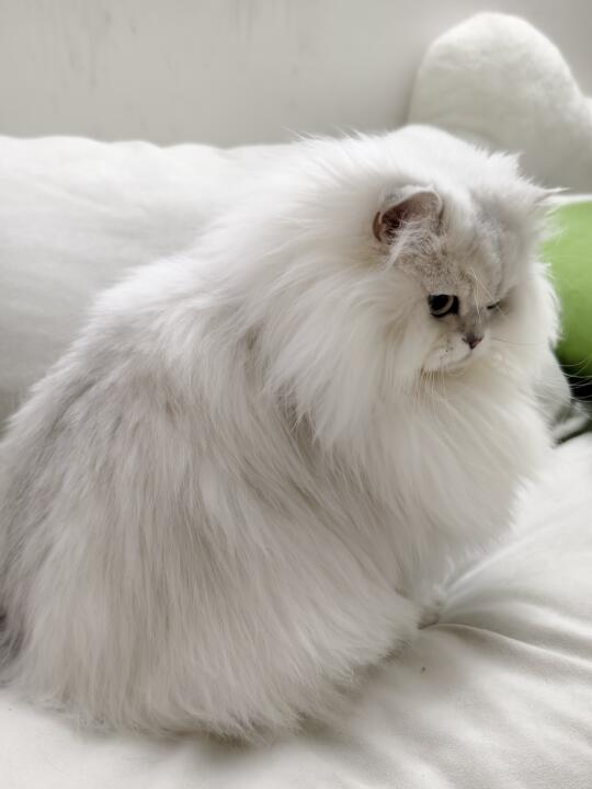 小猫生气了咋办