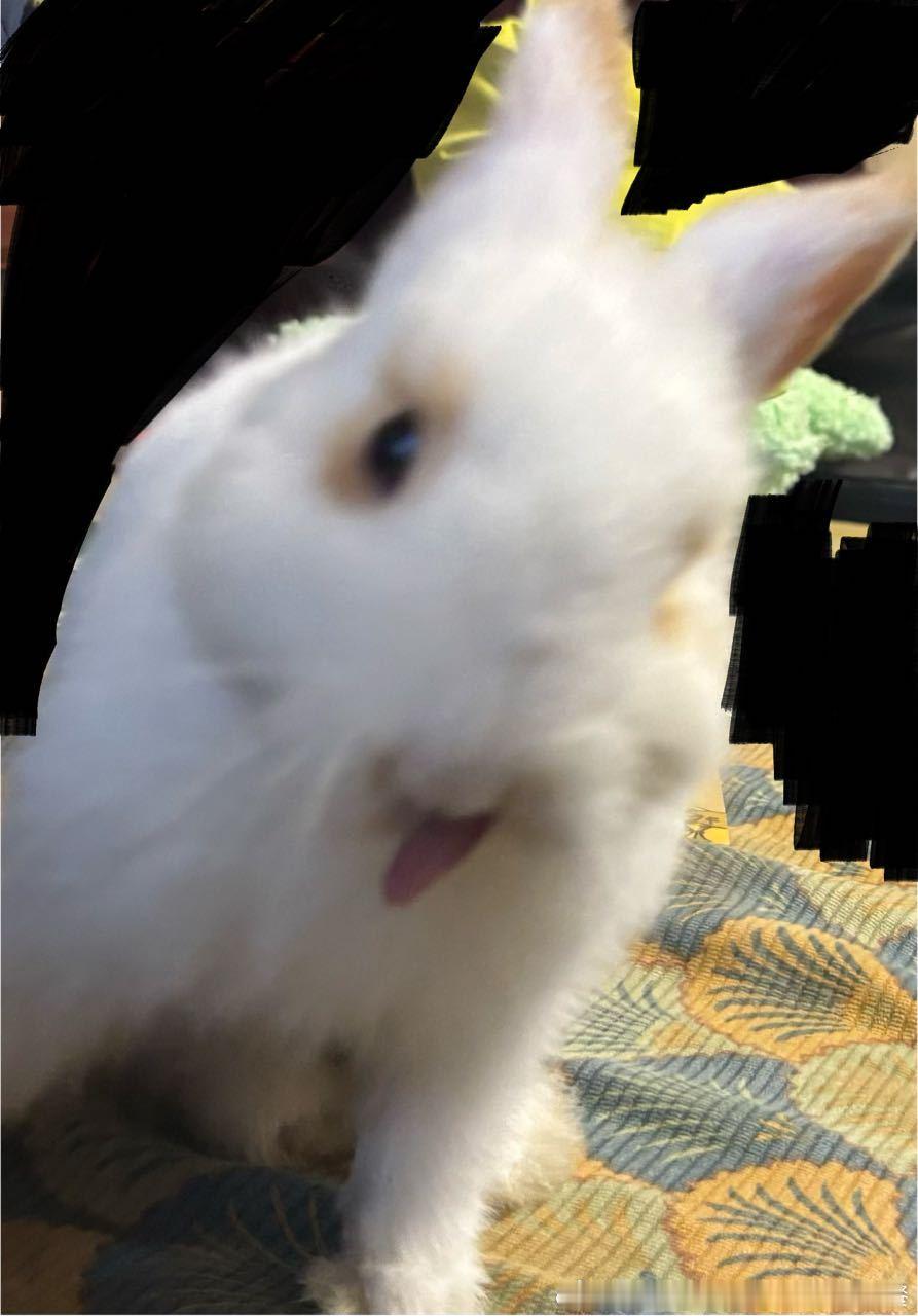 13630🐇【兔自拍】👅 