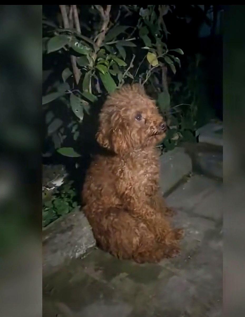 这个小泰迪的主人去世了，它一直守候着之前主人来回上下班的地方，每天眼巴巴的望着。