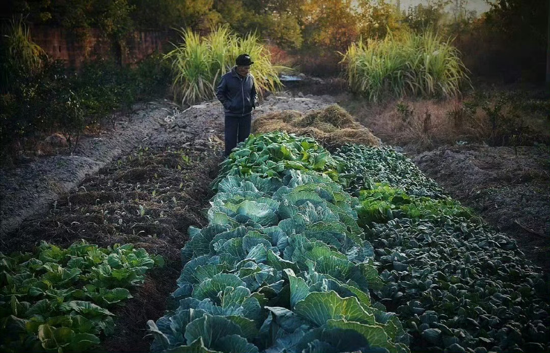 “  九月节，露气寒冷，将凝结也 …  ”｜寒露 ​ ​​​