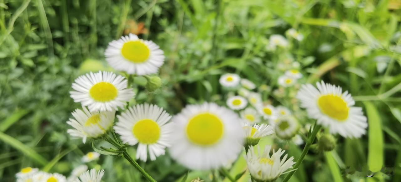 下图的小白花和金针花在街道路边的草地上开得好漂亮！拍照于2026年6月23日上午