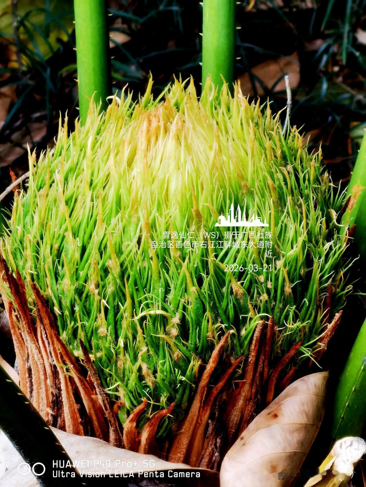 旅居生活记录（9445）广西壮族自治区百色市（130）花儿随拍14：苏铁雌柱大袍