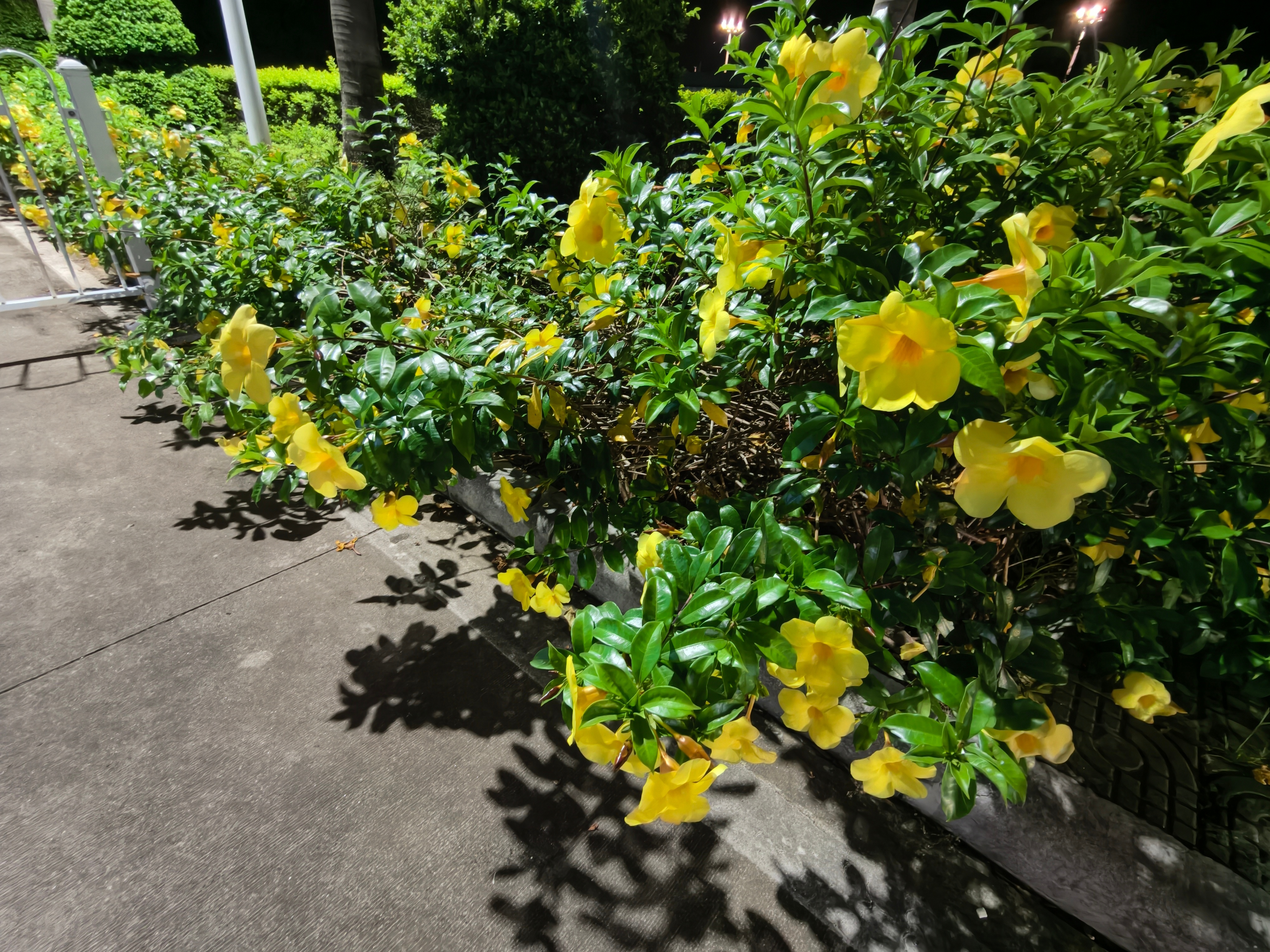 芒市 机场周围全是这种漂亮的黄色花，豆包一查，它叫软枝黄蝉，全株有毒有毒种路边，