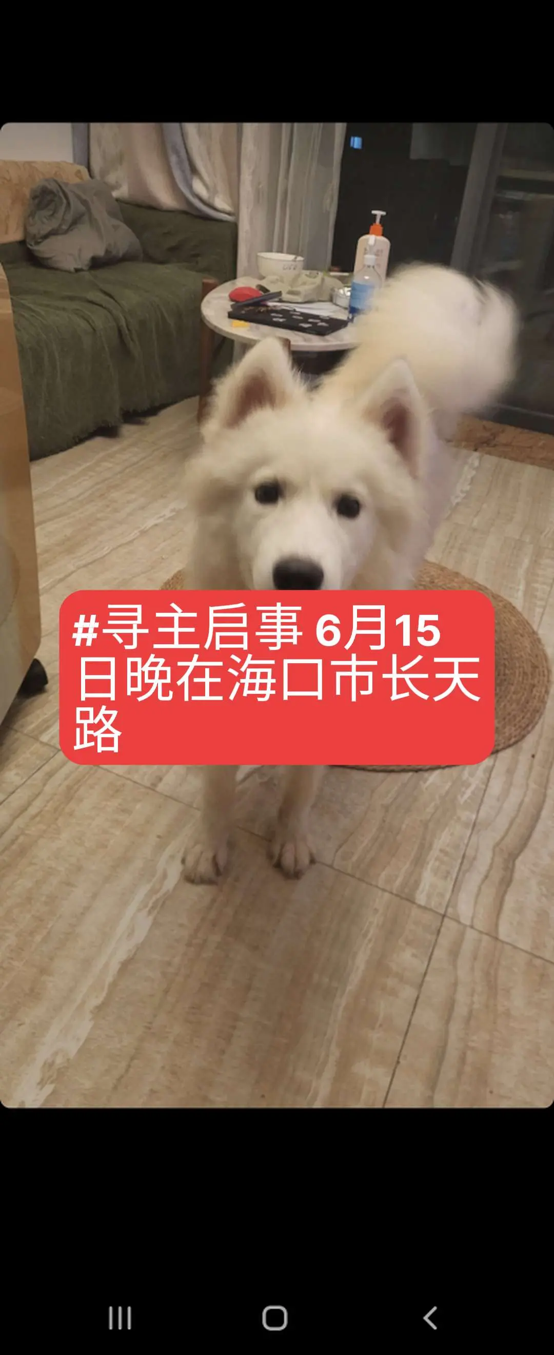 6月15日晚在海口市长天路省托老院附近捡到一只母萨摩耶，请狗主人带着狗...