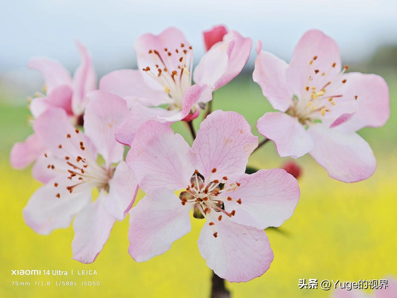 拿过气机型小米14Ultra拍桃花，基本都是靠着75mm这颗小底中长焦，随手瞎拍