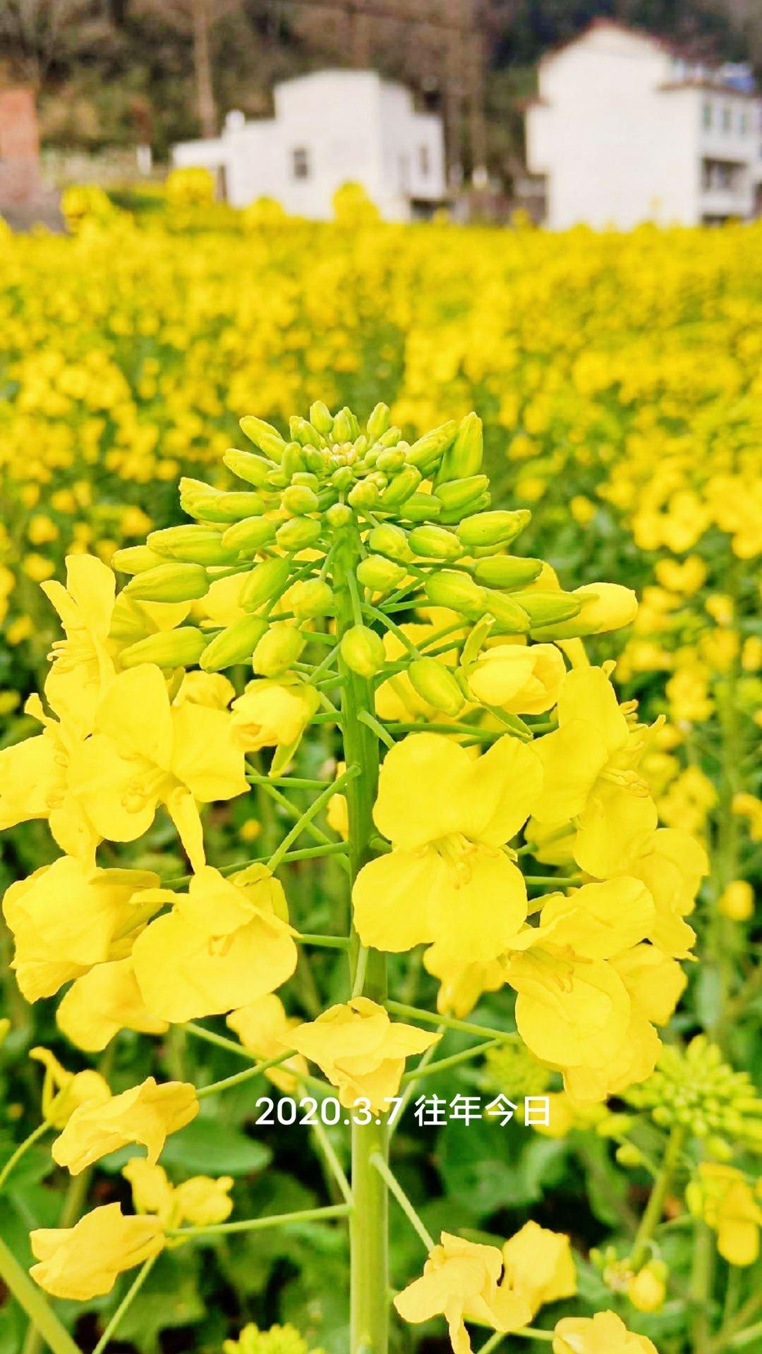 唯美溶图风景分享